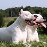 Dogo Argentino (50 fotó) foltos kutya, amely kölykök, leírás, videó