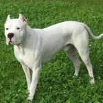 Dogo Argentino (50 fotó) foltos kutya, amely kölykök, leírás, videó