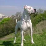 Dogo Argentino (50 fotó) foltos kutya, amely kölykök, leírás, videó