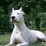 Dogo Argentino (50 fotó) foltos kutya, amely kölykök, leírás, videó