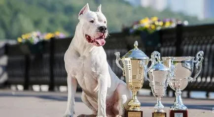 Dogo Argentino (50 poze) câine punctata care căței, descriere, video