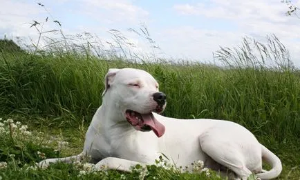 Dogo Argentino (50 fotó) foltos kutya, amely kölykök, leírás, videó