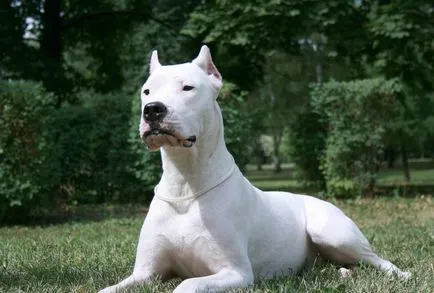 Dogo Argentino (50 fotó) foltos kutya, amely kölykök, leírás, videó