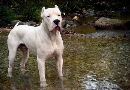 Dogo Argentino (50 fotó) foltos kutya, amely kölykök, leírás, videó