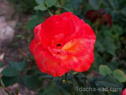 Ароматна роза разнообразие - как да изберете аромат растения, моите идеи за градината и градината