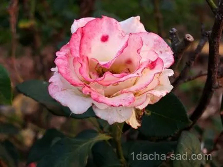 Illatos rózsa fajta - hogyan válasszuk ki az illatos növények, az ötleteim a kert és a kert