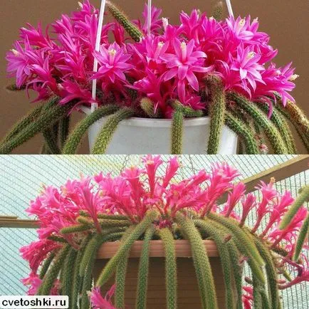 Disocactus flagelliformis гледка снимки, грижи у дома