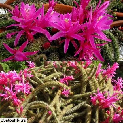 Disocactus flagelliformis kilátást fotók, ápolási otthon