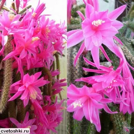 Disocactus flagelliformis гледка снимки, грижи у дома