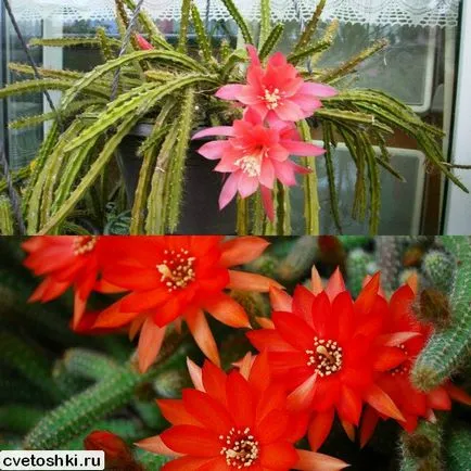 Disocactus flagelliformis kilátást fotók, ápolási otthon