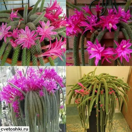 Disocactus flagelliformis vedere la fotografii, de îngrijire la domiciliu