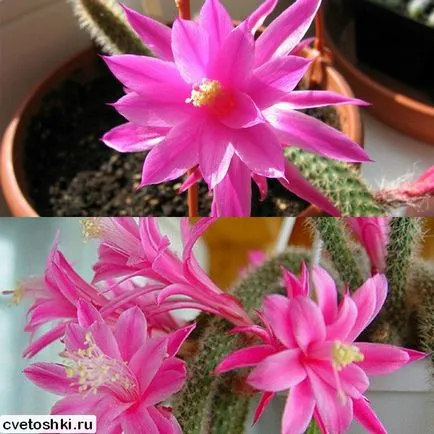 Disocactus flagelliformis гледка снимки, грижи у дома