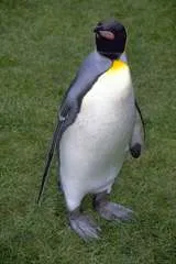pinguinii imperiali
