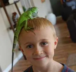 Photo Iguana iguana tartalom, amit tudnod kell a vásárlás előtt egy leguán