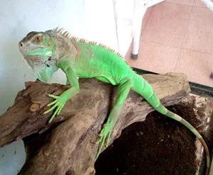 Photo Iguana iguana tartalom, amit tudnod kell a vásárlás előtt egy leguán