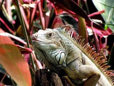 Iguana zöld (iguana iguana)