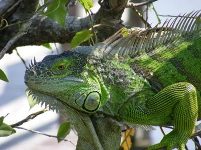 Iguana zöld (iguana iguana)