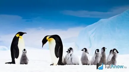 император пингвин