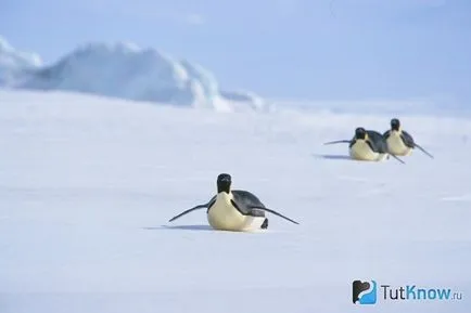 император пингвин