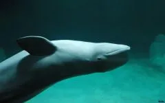 Fehér bálna, beluga (Delphinapterus leucas) fotó bálna élőhelyet számos tömeg méret hírcsatornák