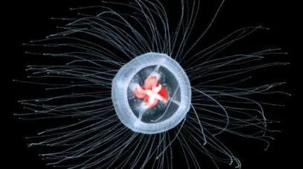 Immortal medúza turritopsis nutricula