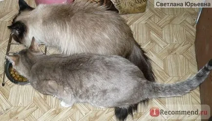 pisici de rasa si Metis - „pisică într-un apartament oraș,“ recenzii ale clientilor