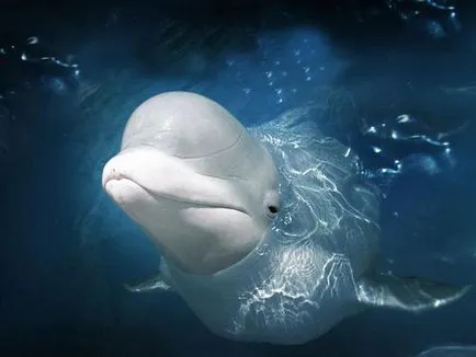 balenă albă - o descriere mamifer, habitat, reproducere