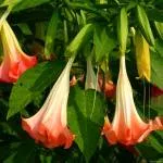 îngrijire Brugmansia și cultivarea