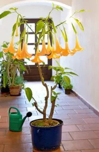 Brugmansia - plantare și îngrijire la domiciliu