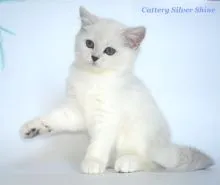 Pisica British Shorthair - Chinchilla de argint - animale de companie rasa