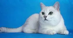 Pisica British Shorthair - Chinchilla de argint - animale de companie rasa