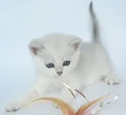 Pisica British Shorthair - Chinchilla de argint - animale de companie rasa