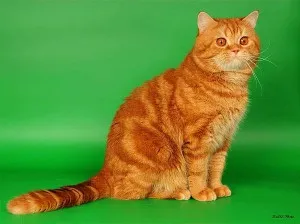 Brit macska, színes, brit macska