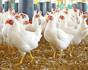 Broilers nem nőnek, mit kell tenni