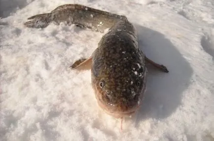 Fleacurile pe burbot