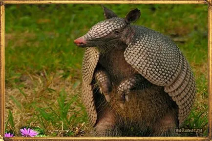 Armadillos - leírás, szokások, életmód