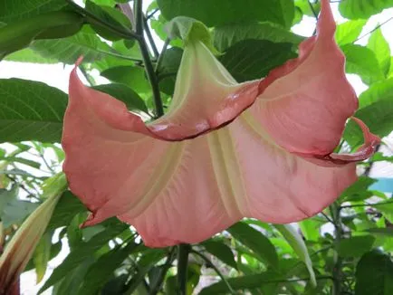 Brugmansia грижи и отглеждане