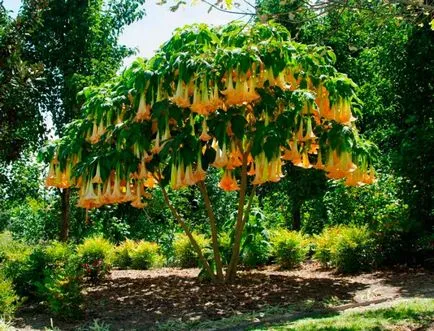 Brugmansia - ültetés és gondozás otthon