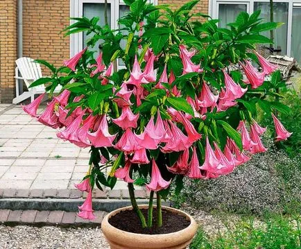 Brugmansia - ültetés és gondozás otthon