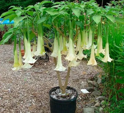 Brugmansia - ültetés és gondozás otthon