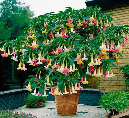 Brugmansia - plantare și îngrijire la domiciliu