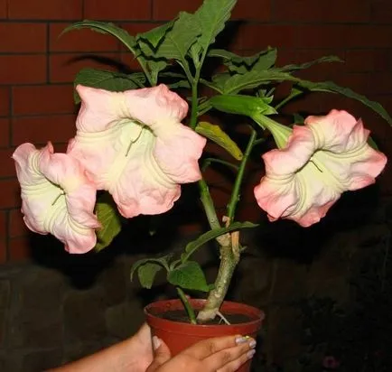 Brugmansia грижи и отглеждане