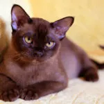 Бирмански цена котка за тази бирмански - бирмански развъдник в Москва