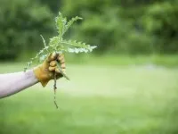 Cum de a planta o gradina de legume de buruieni