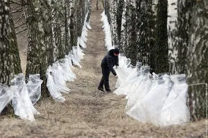 Колко полезна бреза сок