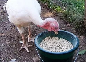С какво да храним пуйките, така че те да наддават на тегло; какво да се хранят и как да растат млади пуйки