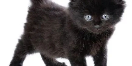 Fekete macska - kis párduc