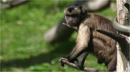 Negru-maro sau Capuchin Crested, el este un faun