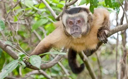 Negru-maro sau Capuchin Crested, el este un faun