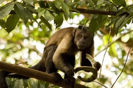 Negru-maro sau Capuchin Crested, el este un faun